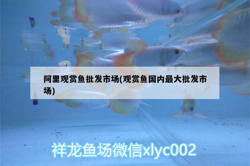 阿里觀賞魚(yú)批發(fā)市場(chǎng)(觀賞魚(yú)國(guó)內(nèi)最大批發(fā)市場(chǎng))