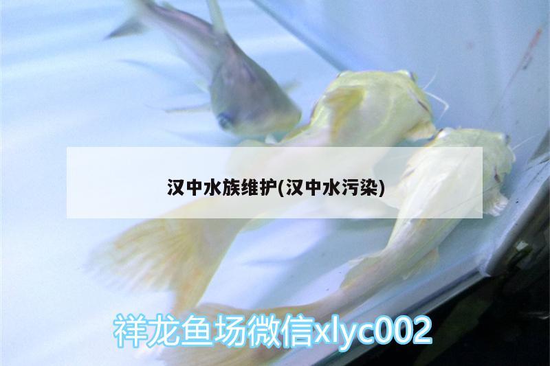 漢中水族維護(hù)(漢中水污染) 虎魚魚苗