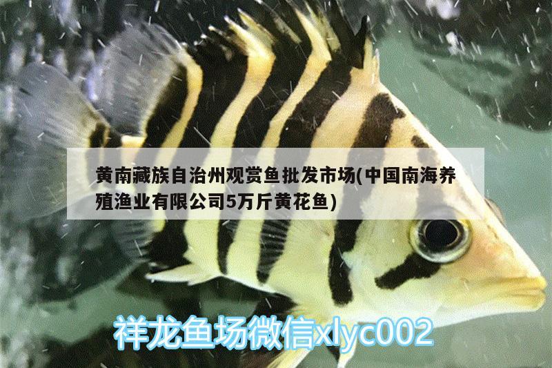 黃南藏族自治州觀賞魚批發(fā)市場(中國南海養(yǎng)殖漁業(yè)有限公司5萬斤黃花魚) 觀賞魚批發(fā)