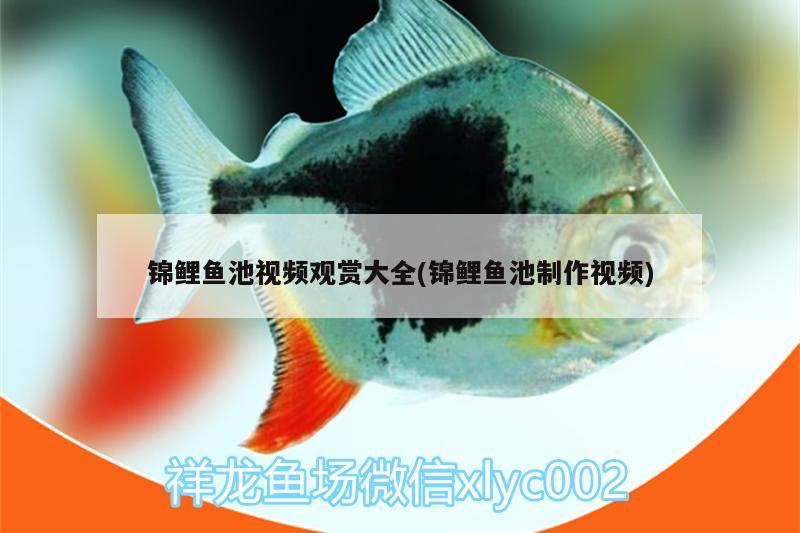 錦鯉魚池視頻觀賞大全(錦鯉魚池制作視頻) PH調(diào)節(jié)劑