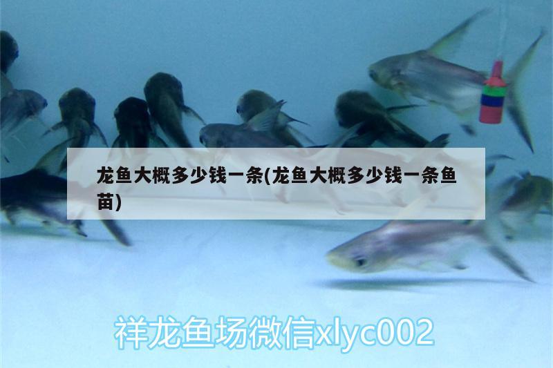 龍魚大概多少錢一條(龍魚大概多少錢一條魚苗) 三間鼠魚苗