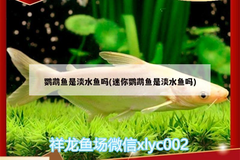 鸚鵡魚是淡水魚嗎(迷你鸚鵡魚是淡水魚嗎) 鸚鵡魚