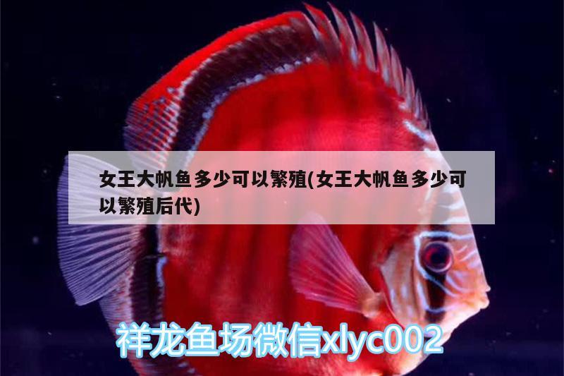 女王大帆魚(yú)多少可以繁殖(女王大帆魚(yú)多少可以繁殖后代) 女王大帆魚(yú)