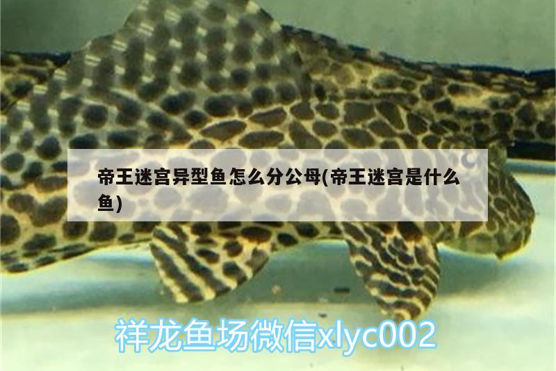 帝王迷宮異型魚怎么分公母(帝王迷宮是什么魚)