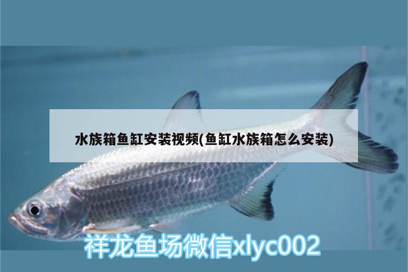 水族箱魚缸安裝視頻(魚缸水族箱怎么安裝) 魚缸/水族箱