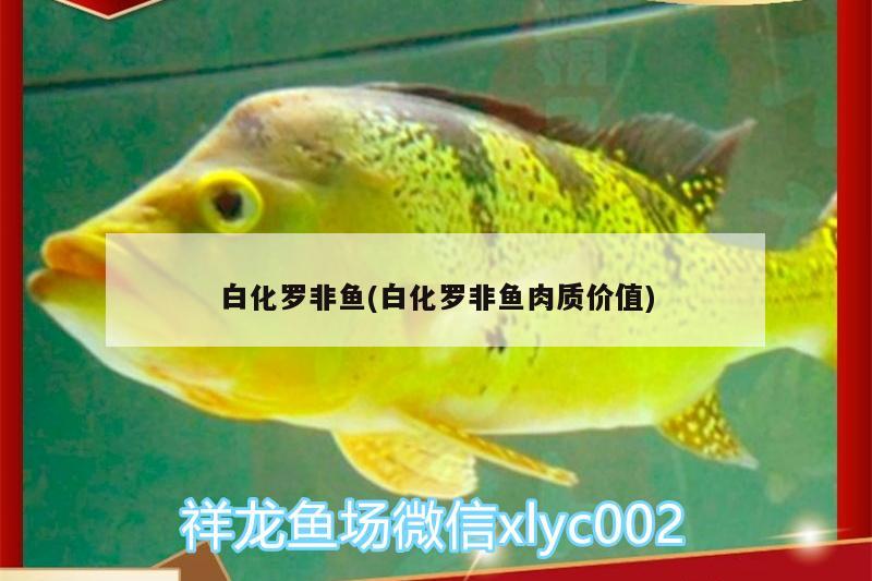 白化羅非魚(白化羅非魚肉質(zhì)價(jià)值)