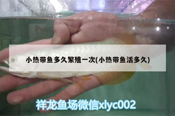 小熱帶魚多久繁殖一次(小熱帶魚活多久) 金老虎魚