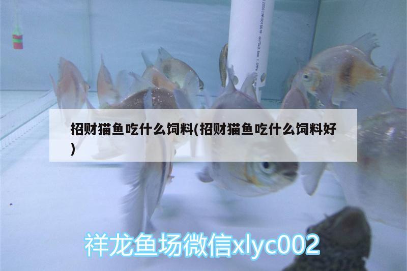 招財貓魚吃什么飼料(招財貓魚吃什么飼料好) 成吉思汗鯊（球鯊）魚