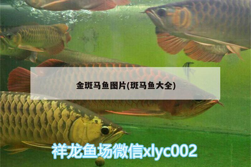 金斑馬魚圖片(斑馬魚大全)