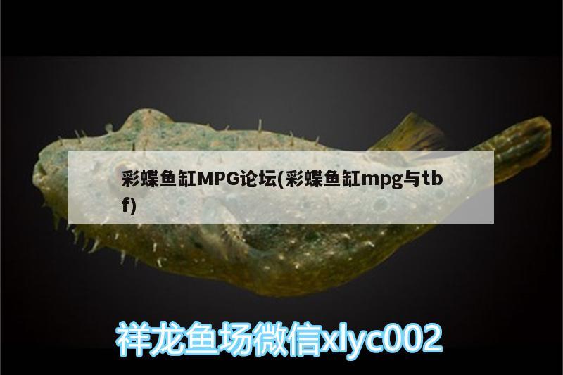 彩蝶魚缸MPG論壇(彩蝶魚缸mpg與tbf)