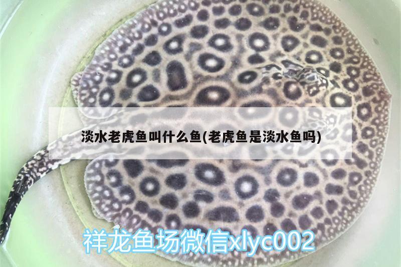 淡水老虎魚(yú)叫什么魚(yú)(老虎魚(yú)是淡水魚(yú)嗎) 虎魚(yú)百科