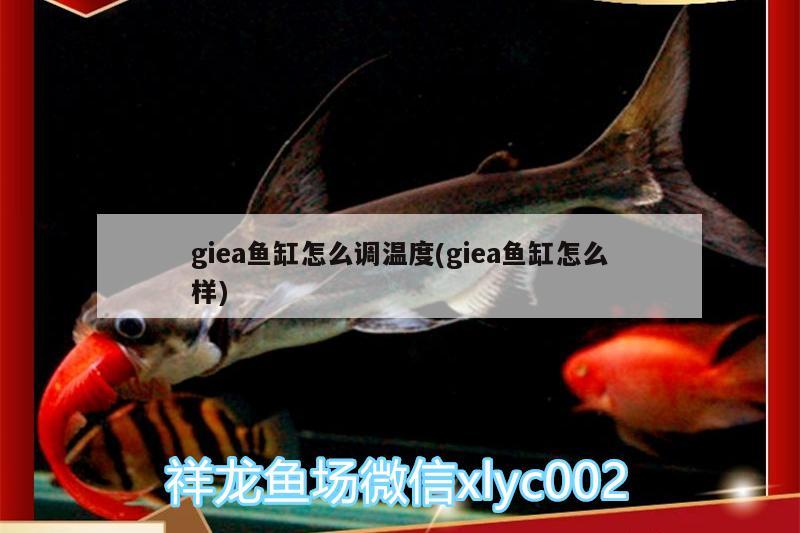 giea魚缸怎么調(diào)溫度(giea魚缸怎么樣) 廣州觀賞魚批發(fā)市場(chǎng)