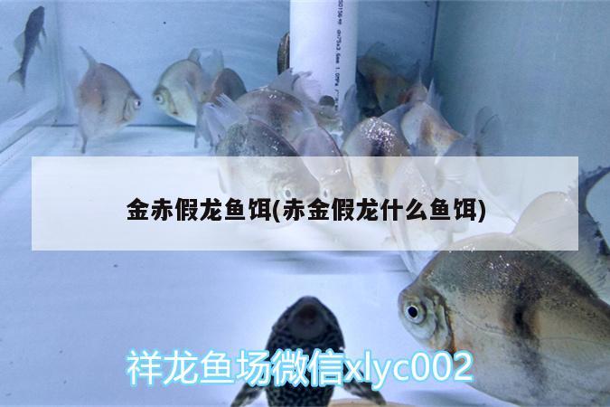 金赤假龍魚餌(赤金假龍什么魚餌) 野生埃及神仙魚