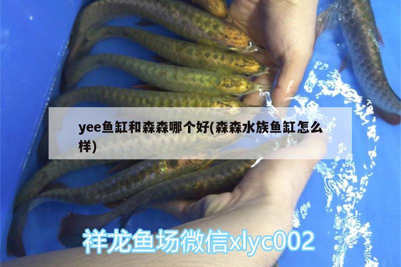 yee魚缸和森森哪個好(森森水族魚缸怎么樣)