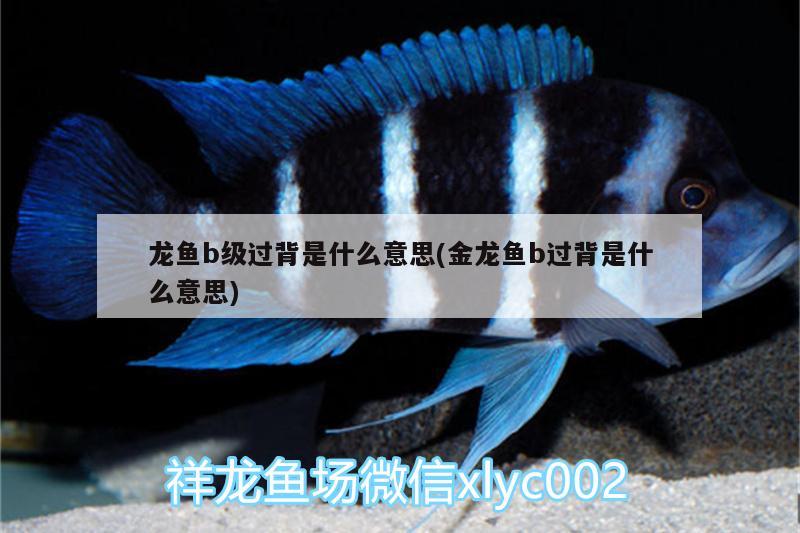 龍魚b級過背是什么意思(金龍魚b過背是什么意思) 泰龐海鰱魚