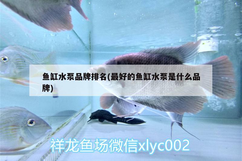 魚(yú)缸水泵品牌排名(最好的魚(yú)缸水泵是什么品牌) 魚(yú)缸水泵