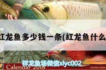 極品紅龍魚(yú)多少錢(qián)一條(紅龍魚(yú)什么價(jià)格) 伊巴卡魚(yú)