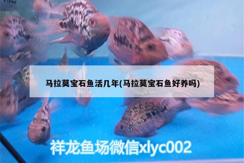 馬拉莫寶石魚(yú)活幾年(馬拉莫寶石魚(yú)好養(yǎng)嗎)