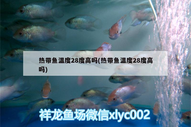 熱帶魚(yú)溫度28度高嗎(熱帶魚(yú)溫度28度高嗎) 丹頂錦鯉魚(yú)