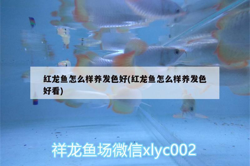 紅龍魚怎么樣養(yǎng)發(fā)色好(紅龍魚怎么樣養(yǎng)發(fā)色好看) 廣州觀賞魚魚苗批發(fā)市場