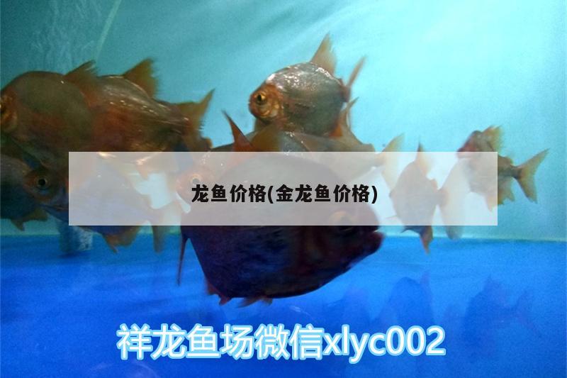 龍魚價格(金龍魚價格)