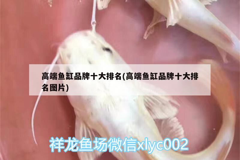 高端魚缸品牌十大排名(高端魚缸品牌十大排名圖片) 女王大帆魚苗