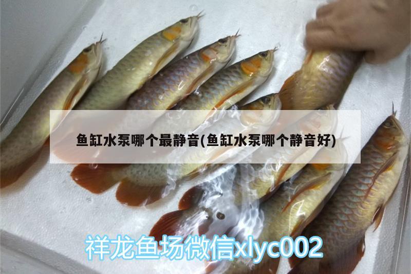 魚缸水泵哪個最靜音(魚缸水泵哪個靜音好) 魚缸水泵