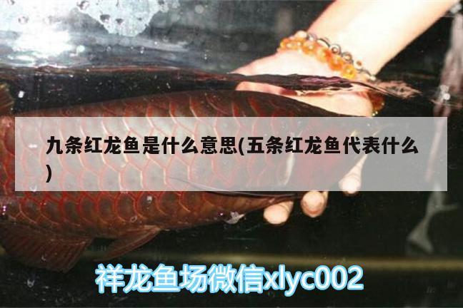 九條紅龍魚是什么意思(五條紅龍魚代表什么)