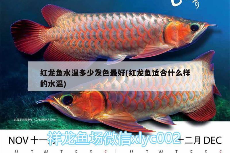 紅龍魚水溫多少發(fā)色最好(紅龍魚適合什么樣的水溫)