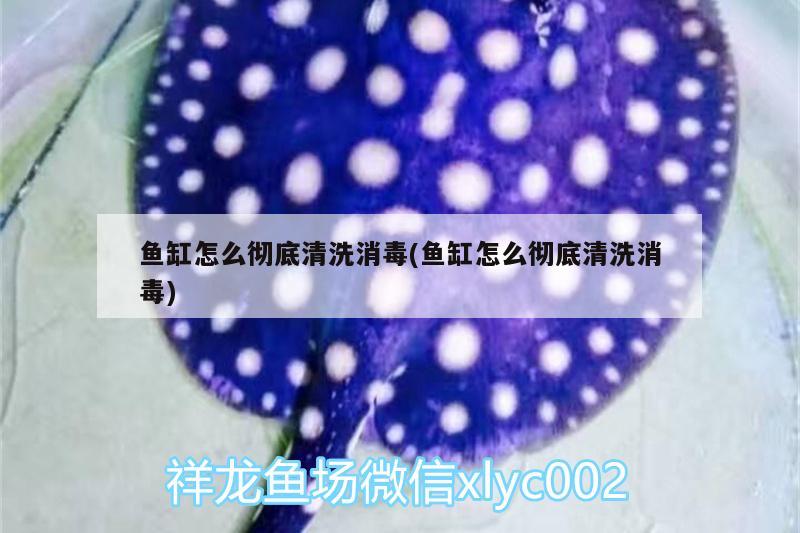 魚(yú)缸怎么徹底清洗消毒(魚(yú)缸怎么徹底清洗消毒)