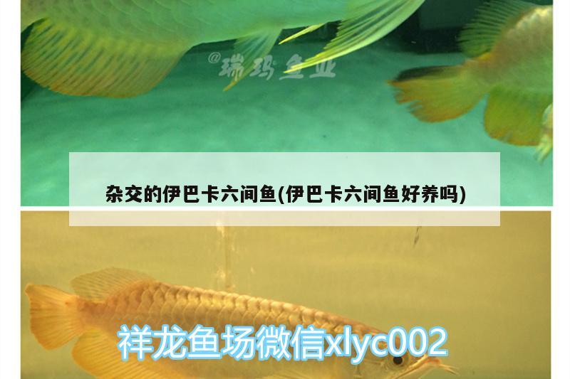 雜交的伊巴卡六間魚(伊巴卡六間魚好養(yǎng)嗎) 白子銀版魚苗 第1張