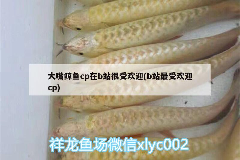 大嘴鯨魚cp在b站很受歡迎(b站最受歡迎cp) 大嘴鯨魚