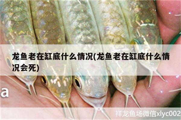 龍魚老在缸底什么情況(龍魚老在缸底什么情況會死) 慈雕魚