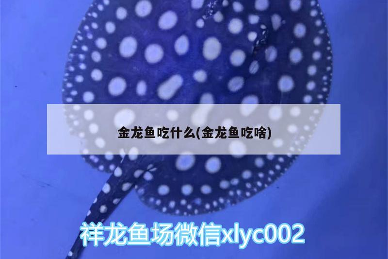 金龍魚吃什么(金龍魚吃啥)