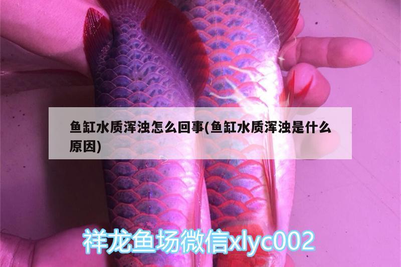 魚缸水質(zhì)渾濁怎么回事(魚缸水質(zhì)渾濁是什么原因) 細線銀板魚苗 第2張