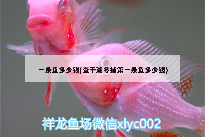 一條魚多少錢(查干湖冬捕第一條魚多少錢) 金頭過背金龍魚