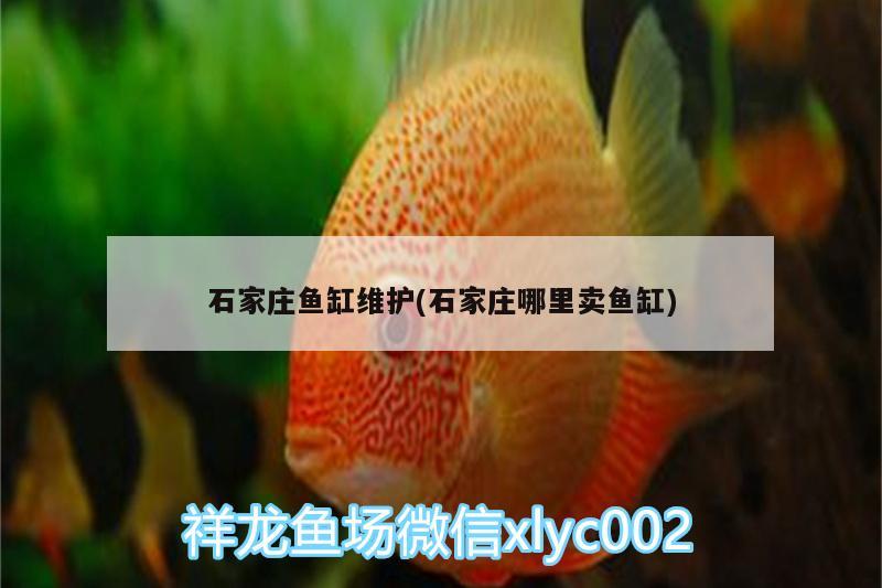 石家莊魚缸維護(hù)(石家莊哪里賣魚缸) 帝王迷宮魚