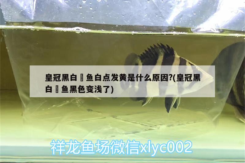 皇冠黑白魟魚白點(diǎn)發(fā)黃是什么原因?(皇冠黑白魟魚黑色變淺了) 皇冠黑白魟魚