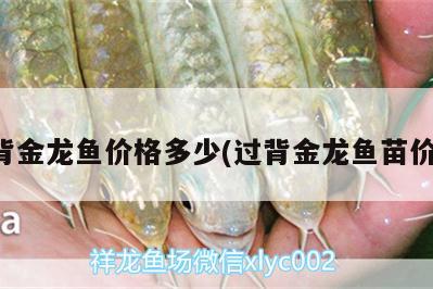 高背金龍魚價(jià)格多少(過背金龍魚苗價(jià)格) 高背金龍魚