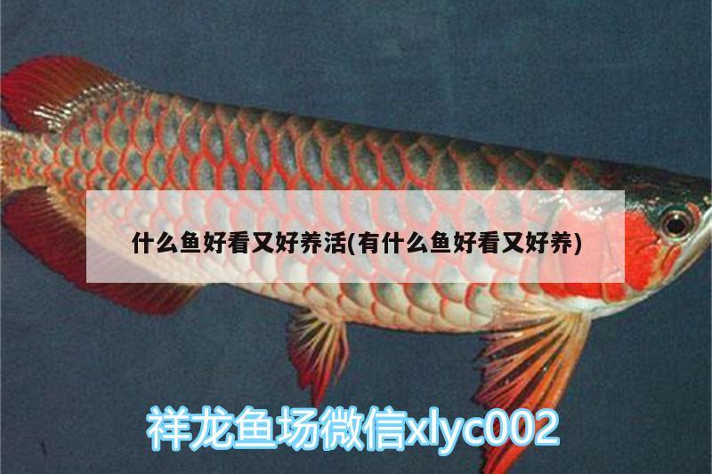 什么魚好看又好養(yǎng)活(有什么魚好看又好養(yǎng)) 元寶鯽