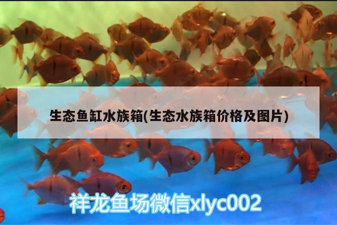 生態(tài)魚缸水族箱(生態(tài)水族箱價格及圖片) 魚缸/水族箱