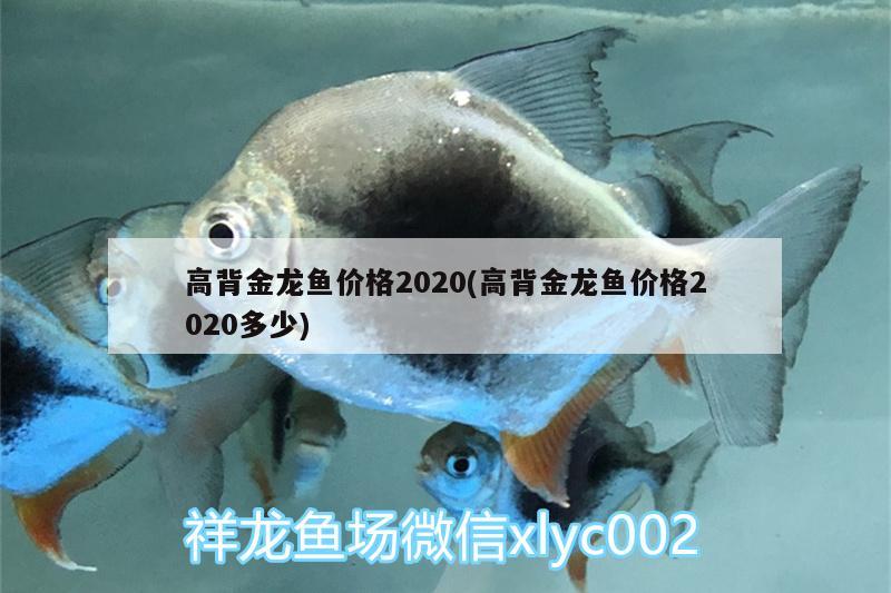 高背金龍魚價(jià)格2020(高背金龍魚價(jià)格2020多少)