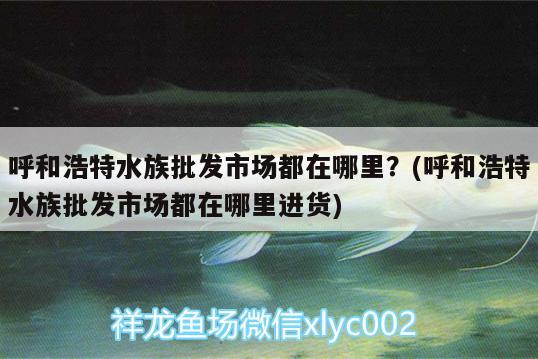 呼和浩特水族批發(fā)市場都在哪里？(呼和浩特水族批發(fā)市場都在哪里進貨)