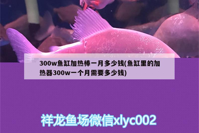 300w魚缸加熱棒一月多少錢(魚缸里的加熱器300w一個(gè)月需要多少錢)