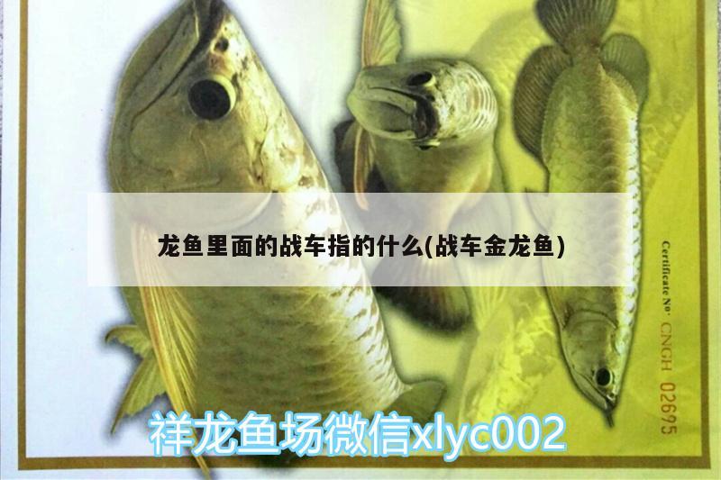 龍魚里面的戰(zhàn)車指的什么(戰(zhàn)車金龍魚) 廣州觀賞魚魚苗批發(fā)市場