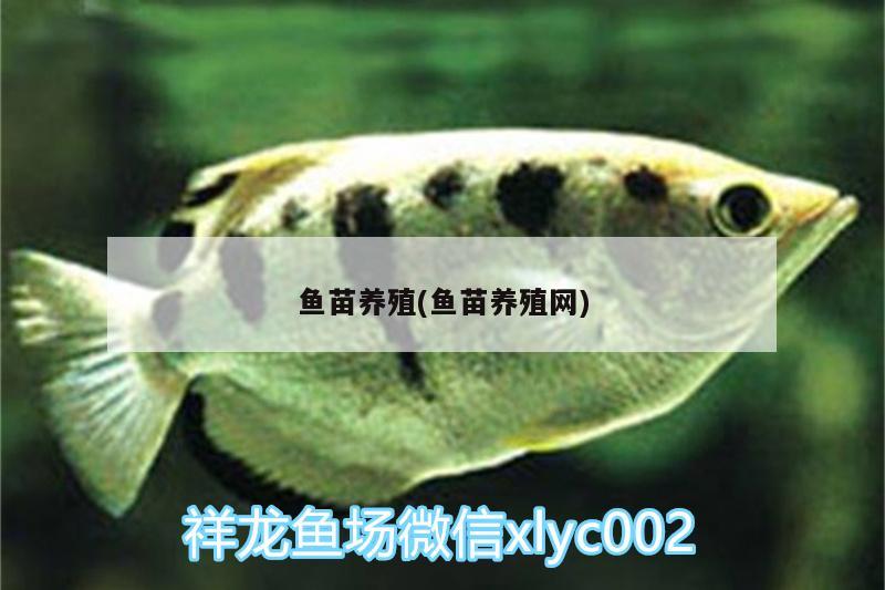 魚苗養(yǎng)殖(魚苗養(yǎng)殖網)