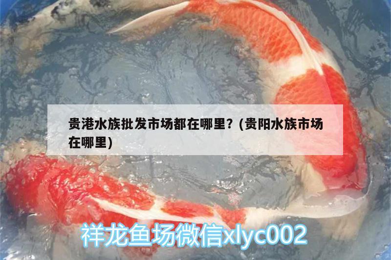 貴港水族批發(fā)市場都在哪里？(貴陽水族市場在哪里)