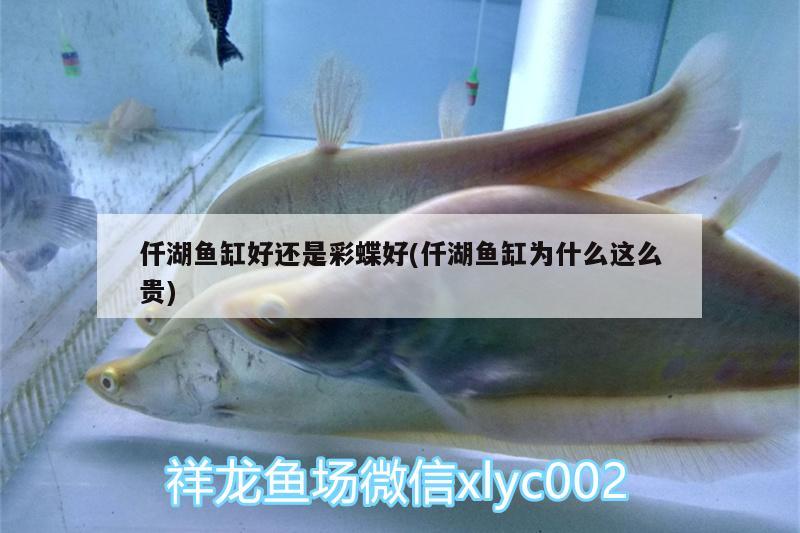 仟湖魚(yú)缸好還是彩蝶好(仟湖魚(yú)缸為什么這么貴) 仟湖