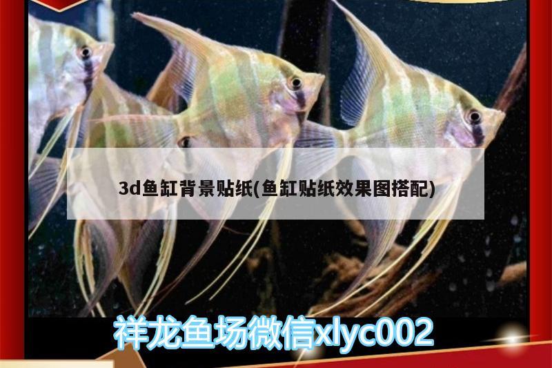 3d魚缸背景貼紙(魚缸貼紙效果圖搭配) 黑云魚