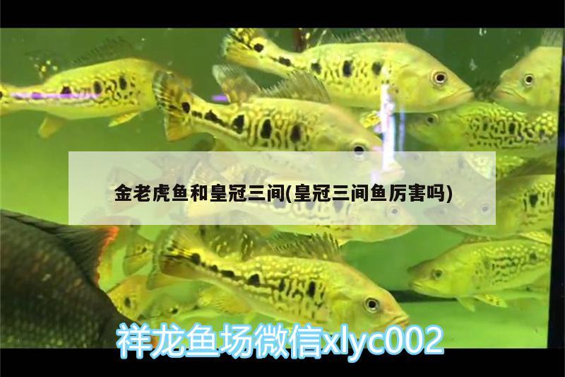 金老虎魚和皇冠三間(皇冠三間魚厲害嗎)